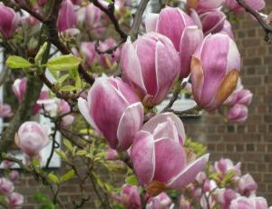 Magnolia Soulangeana