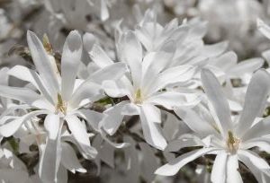 Magnolia Stellata1