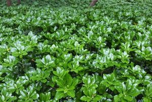 Pachysandra Green Sheen