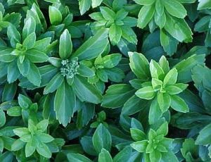 Pachysandra Terminalis