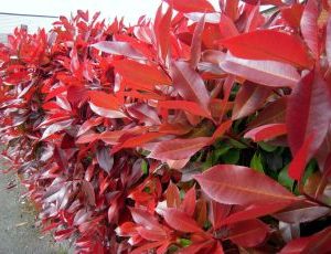 Photinia Red Robin