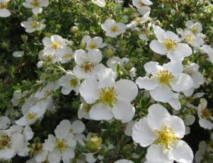 Potentilla Fruiticosa Abbotswood