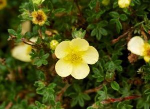 Potentilla Fruticosa Goldfinger