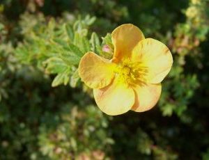 Potentilla Fruticosa Klondike