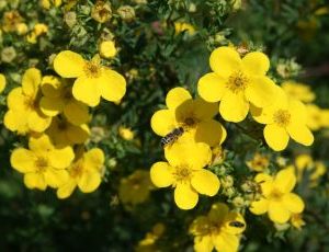 Potentilla Fruticosa Maanleys