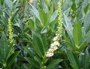 Prunus Laurocerasus Otto Luyken