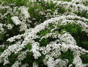 Spiraea Cinerea Grefsheim