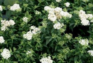 Spiraea Japonica Albiflora