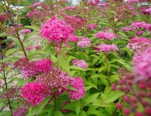 Spiraea Japonica Anthony Waterere