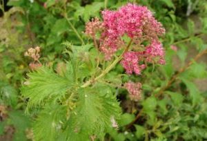 Spiraea Japonica Crispa