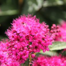 Spiraea Japonica Darts Red