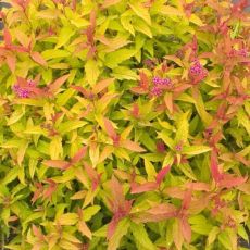 Spiraea Japonica Firelight