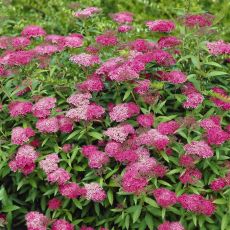 Spiraea Japonica Genpei