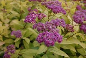 Spiraea Japonica Goldflame