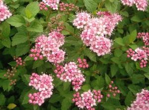 Spiraea Japonica Little Princess