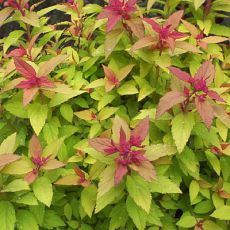 Spiraea Japonica Magic Carpet