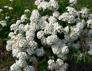 Spiraea Nipponica Snowmound