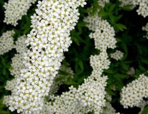 Spiraea Vanhouttei