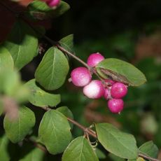 Symphoricarpos Chenaultii Hancock