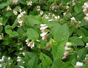 Symphytum grandiflorum