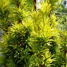 Taxus Baccata Aurea