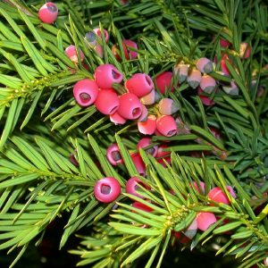 Taxus baccata 1