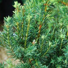 Taxus x media Hicksii