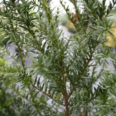 Taxus x media Hillii