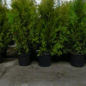 Thuja Brabant