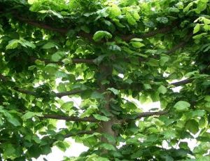 Tilia euchlora Pallida 4