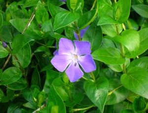 Vinca Major