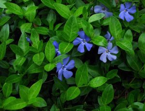 Vinca Minor