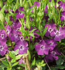 Vinca Minor Atropurpurea