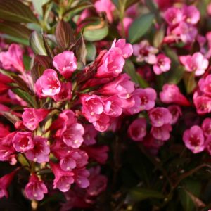 Weigela Alexandra 1