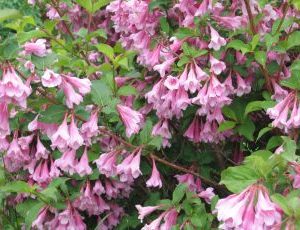 Weigela Bouquet Rose