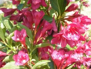 Weigela Evita