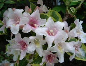 Weigela Florida Nana Variegata1