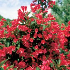 Weigela Red Prince