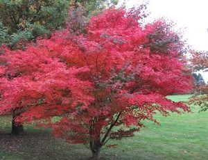 acer palmatum atropurpureum