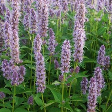 agastache blue fortune