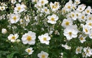 anemone hybrida honorine jobert