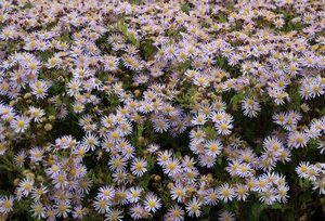 aster ageratoides asran