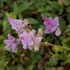 astilbe chinensis pumila2