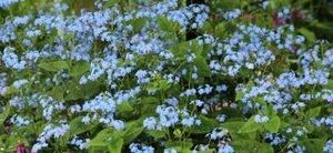 brunnera macr2