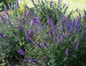 buddleja blue chip