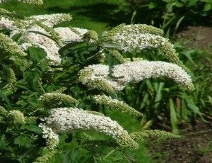 buddleja white profusion3