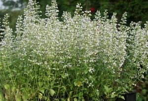 calamintha nepeta