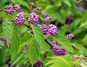 callicarpa bodinieri profusion2