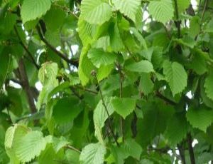 corylus avellana3