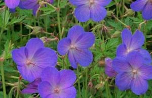 geranium johnson blue